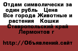 Отдам символически за один рубль › Цена ­ 1 - Все города Животные и растения » Кошки   . Ставропольский край,Лермонтов г.